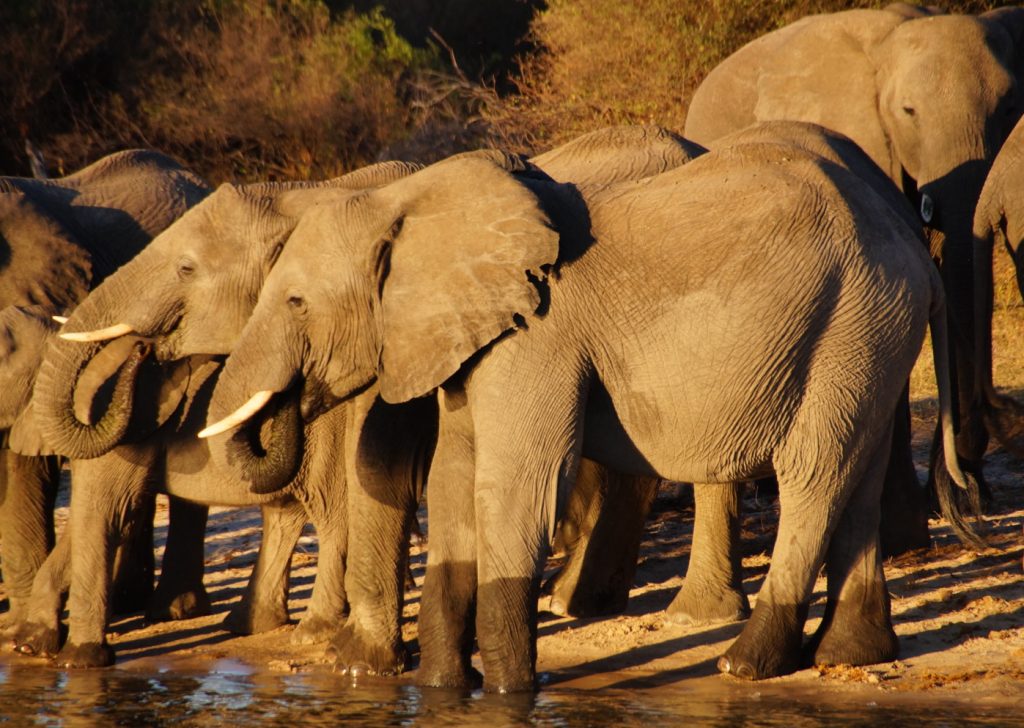 Im Süden Afrikas 2018